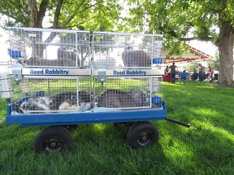 Rabbits, Reed cages, bingo stand show place